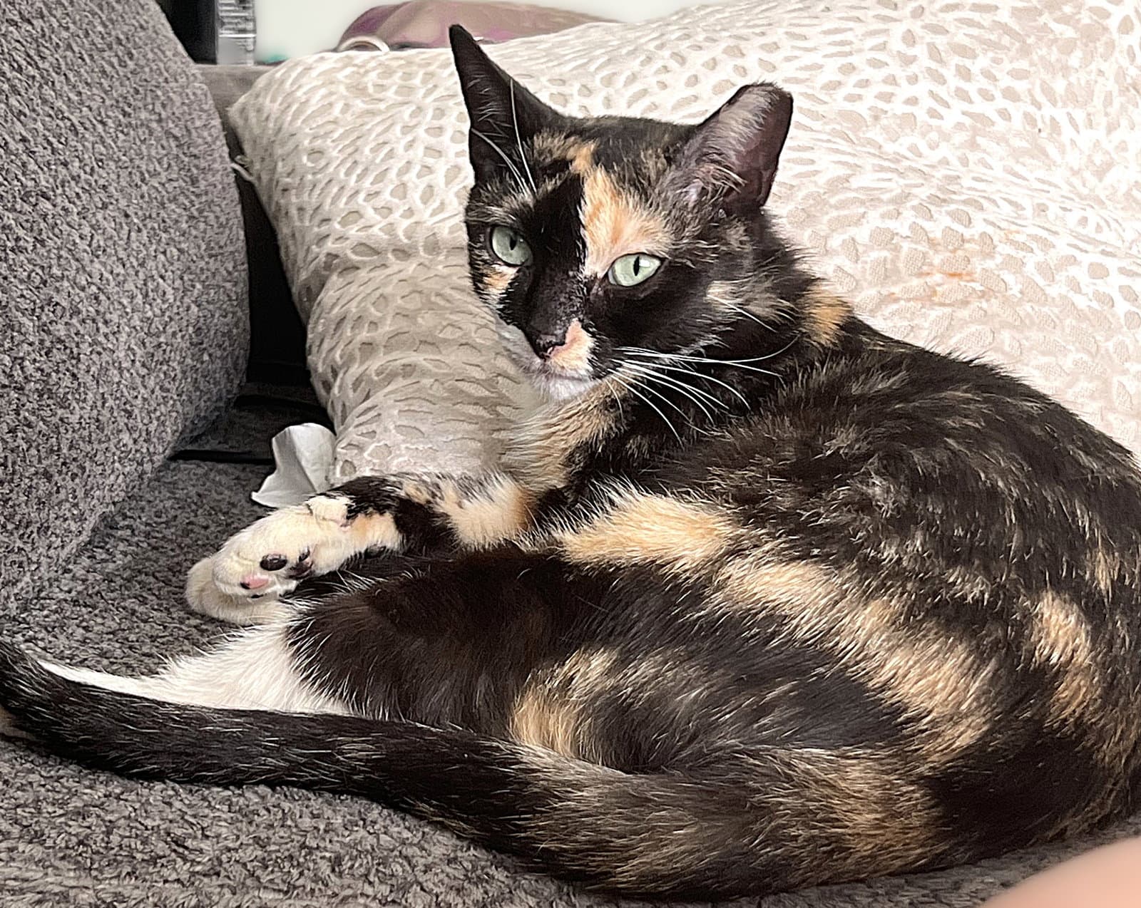 Charm - Calico