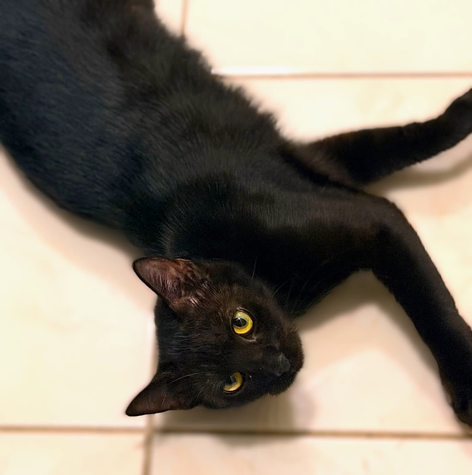 Chilly - Domestic Short Hair