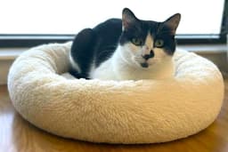 Cookie image 1