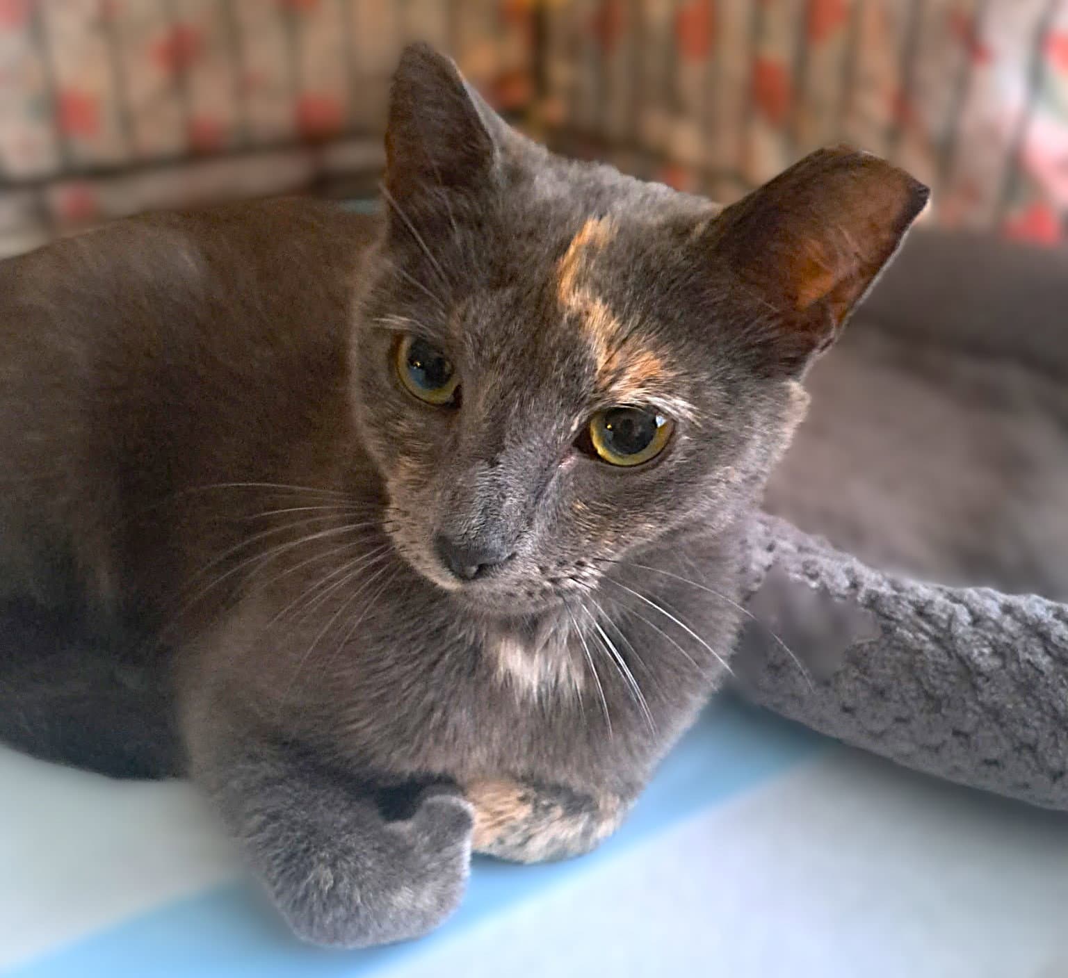 Star - Tortoiseshell
