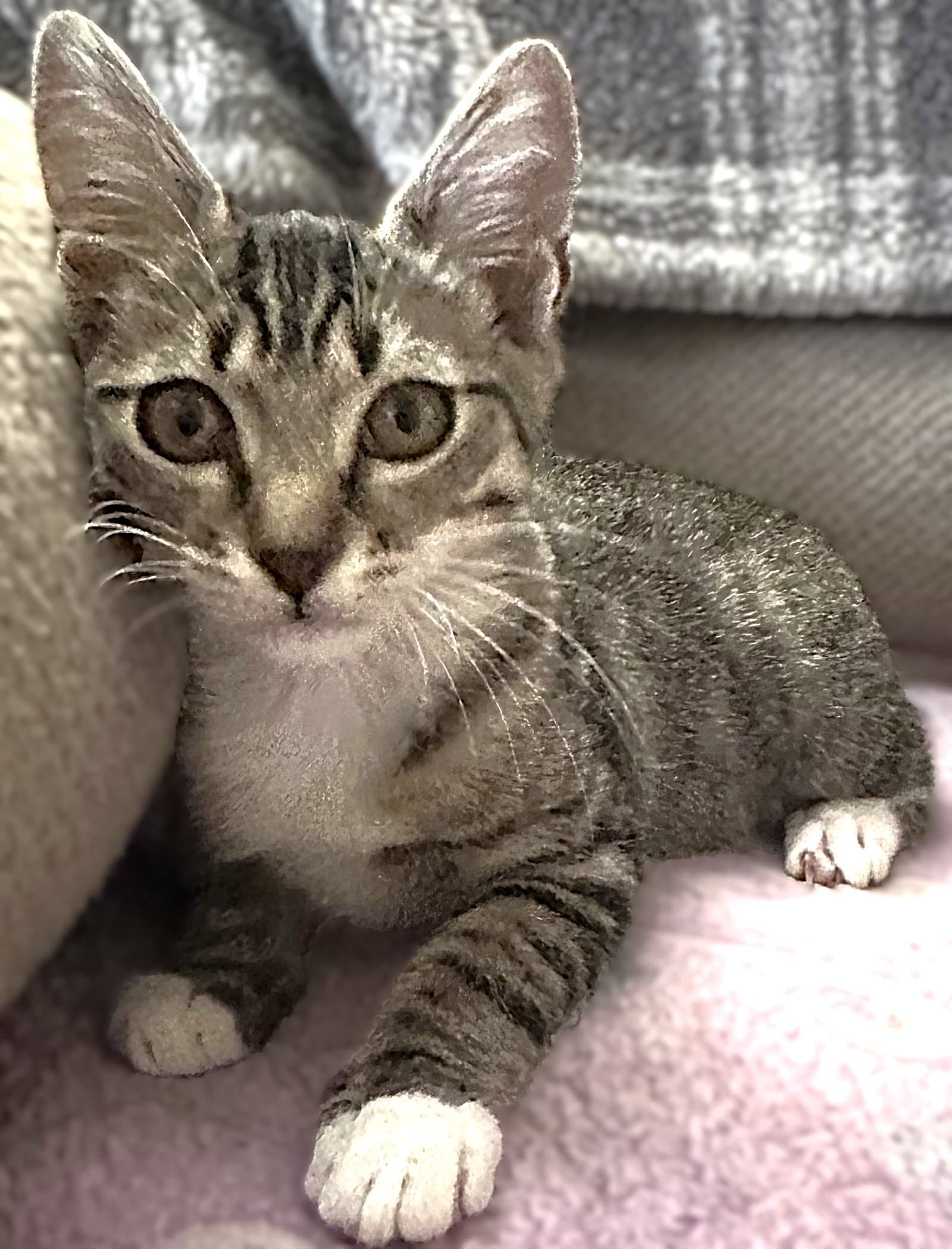 Gretel - Tabby
