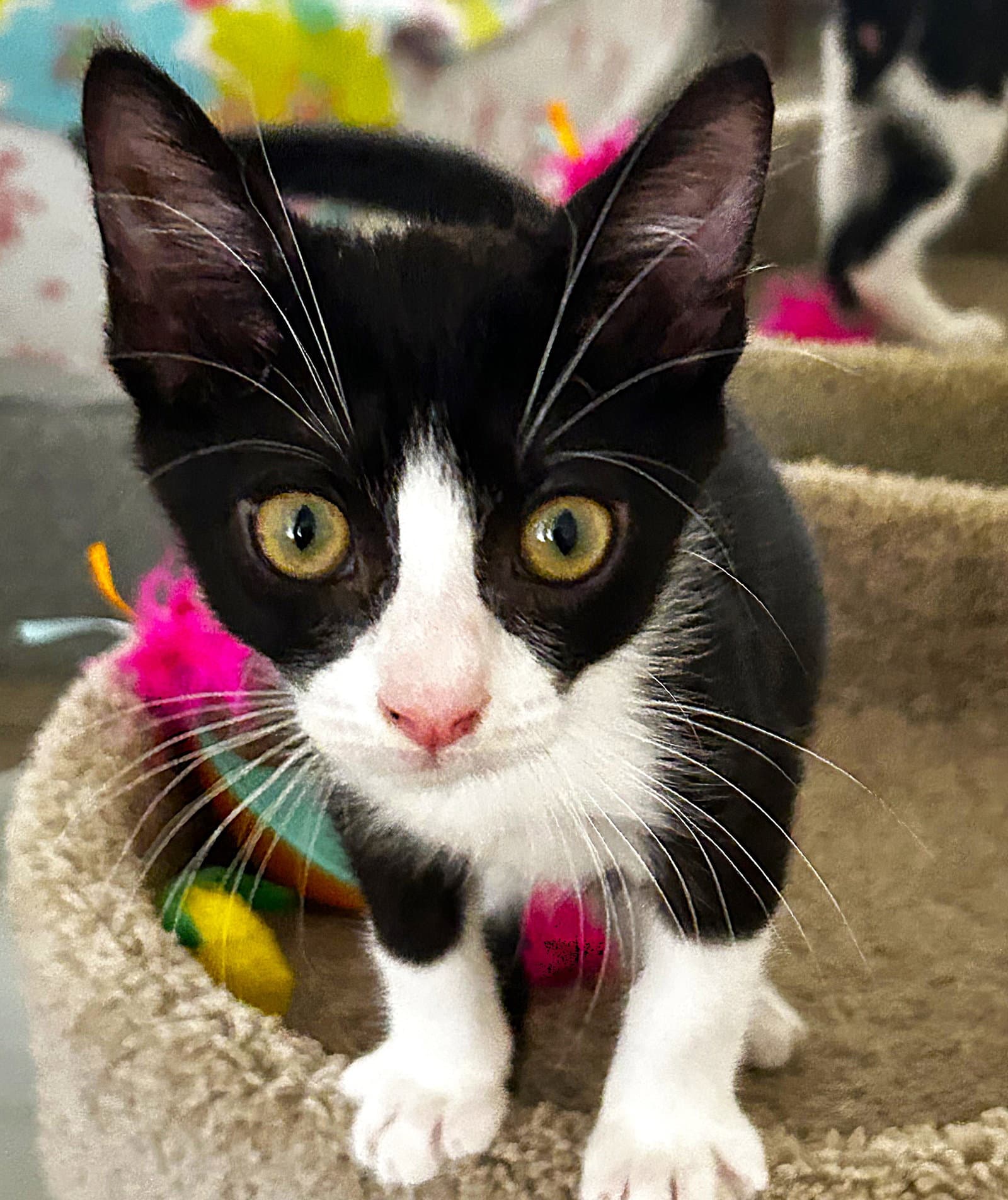 Panda - Tuxedo