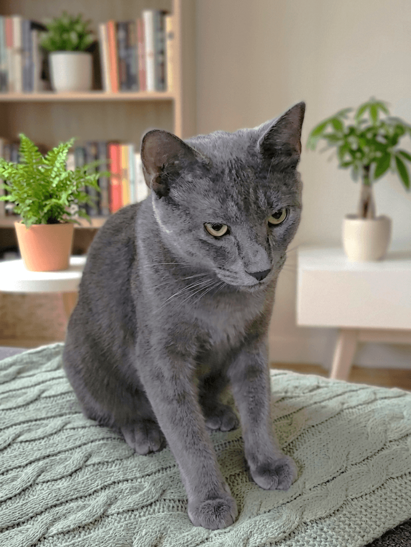 River - Russian Blue