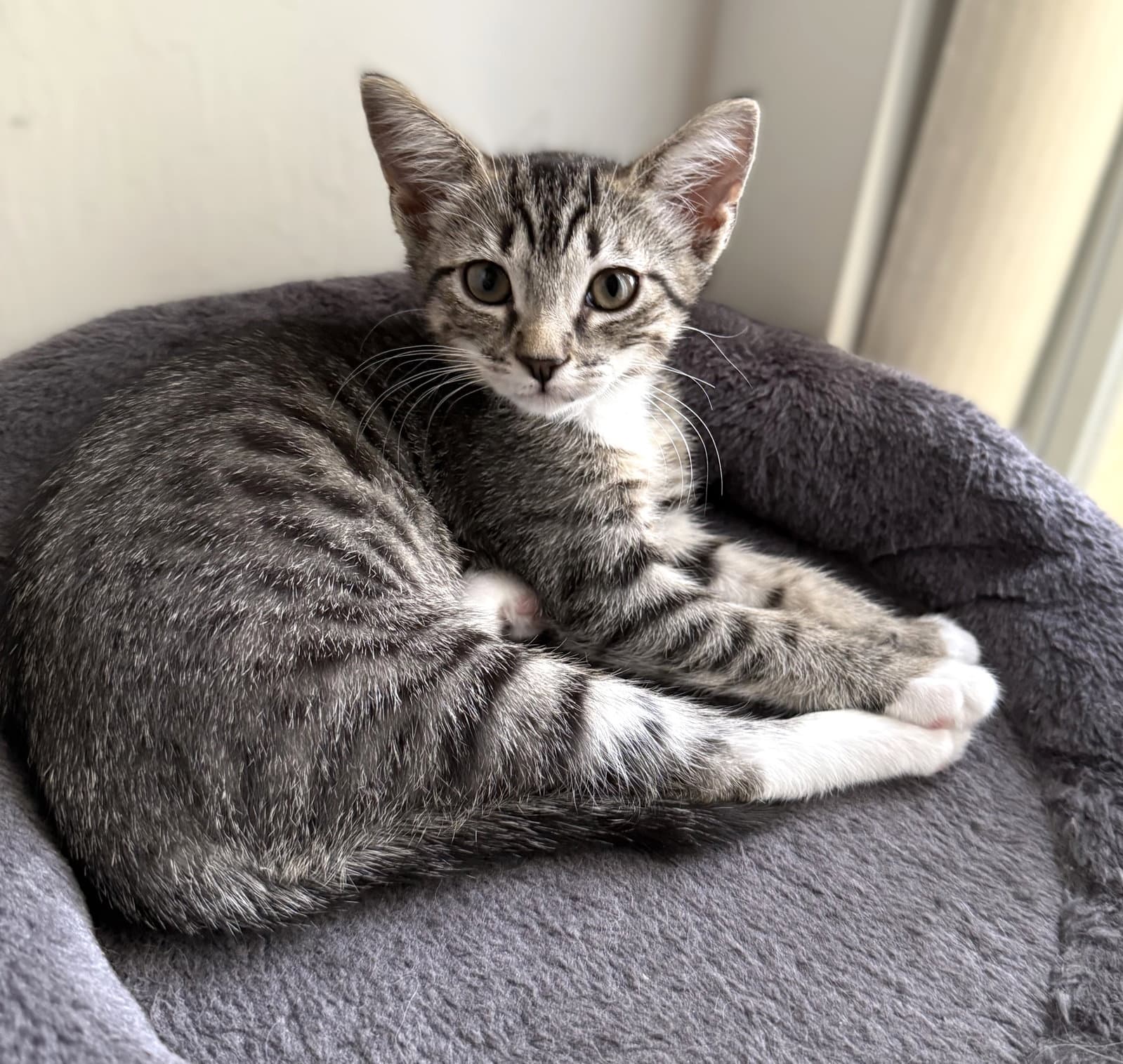Bootsy - Tabby