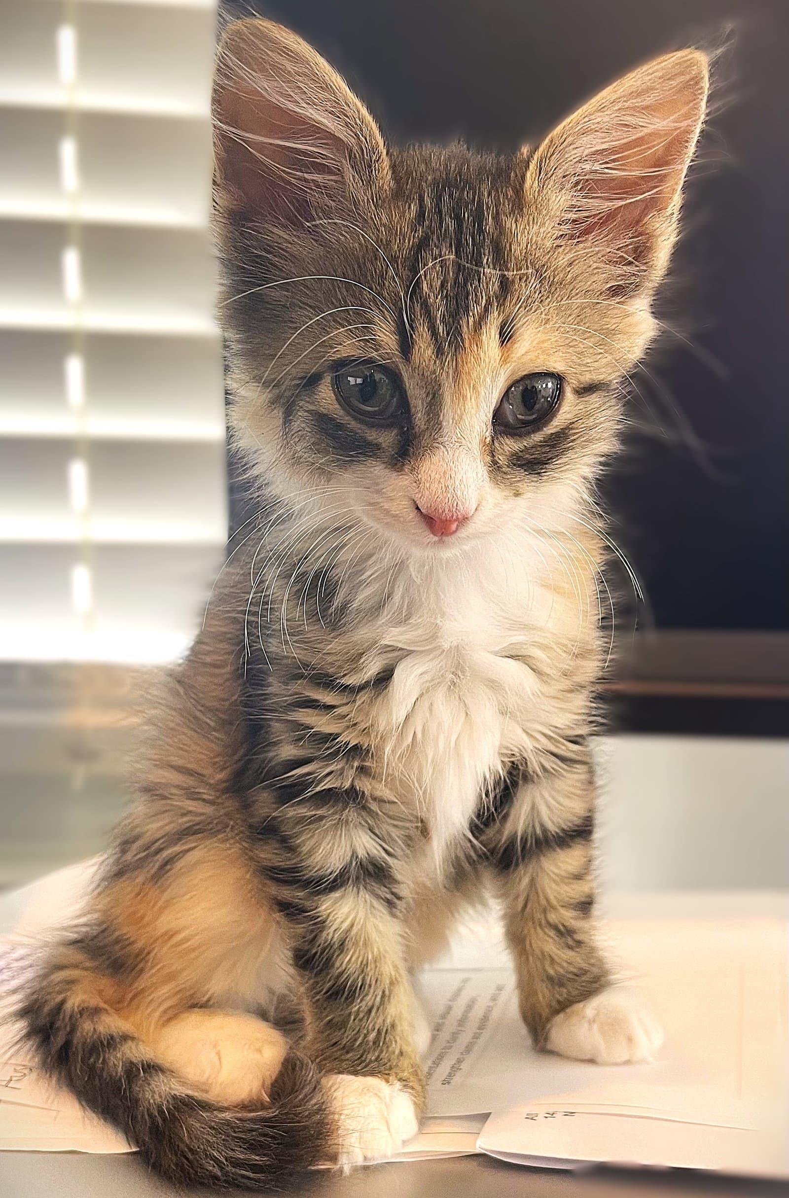Ozzie - Domestic Medium Hair