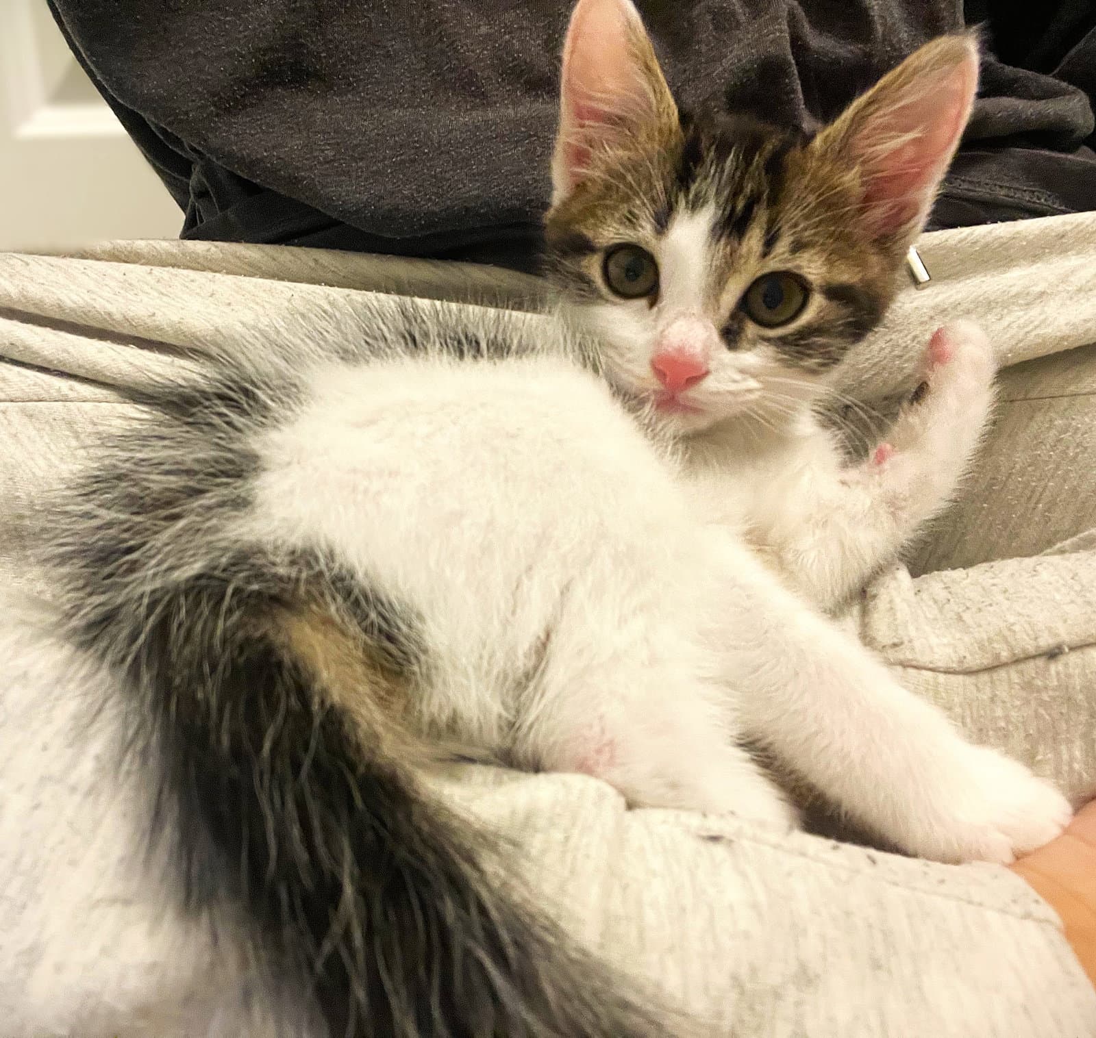 Miso - Domestic Medium Hair