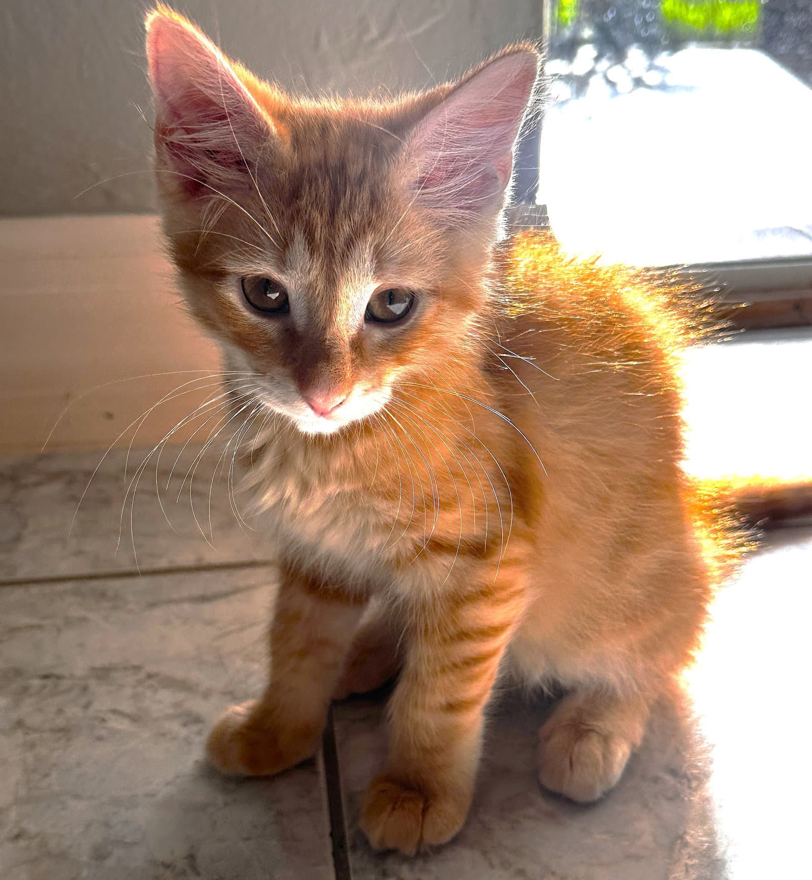 Rigs - Domestic Long Hair
