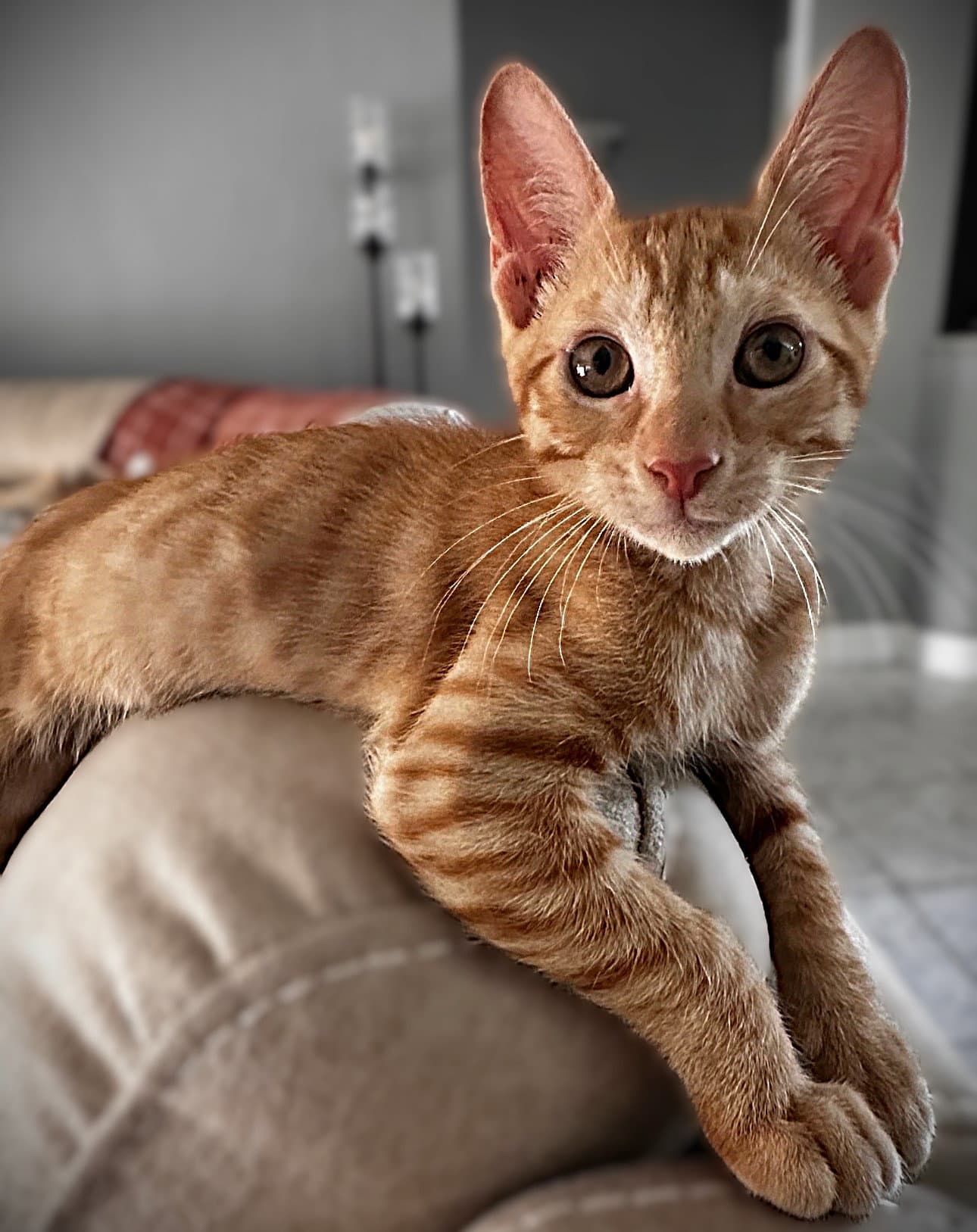 Cooper - Tabby