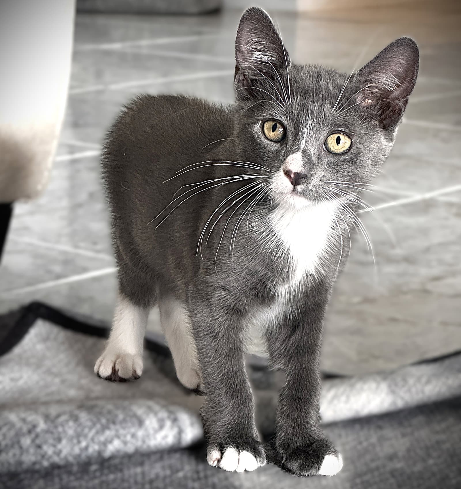 Ripley - Domestic Short Hair