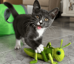 Ripley image 2