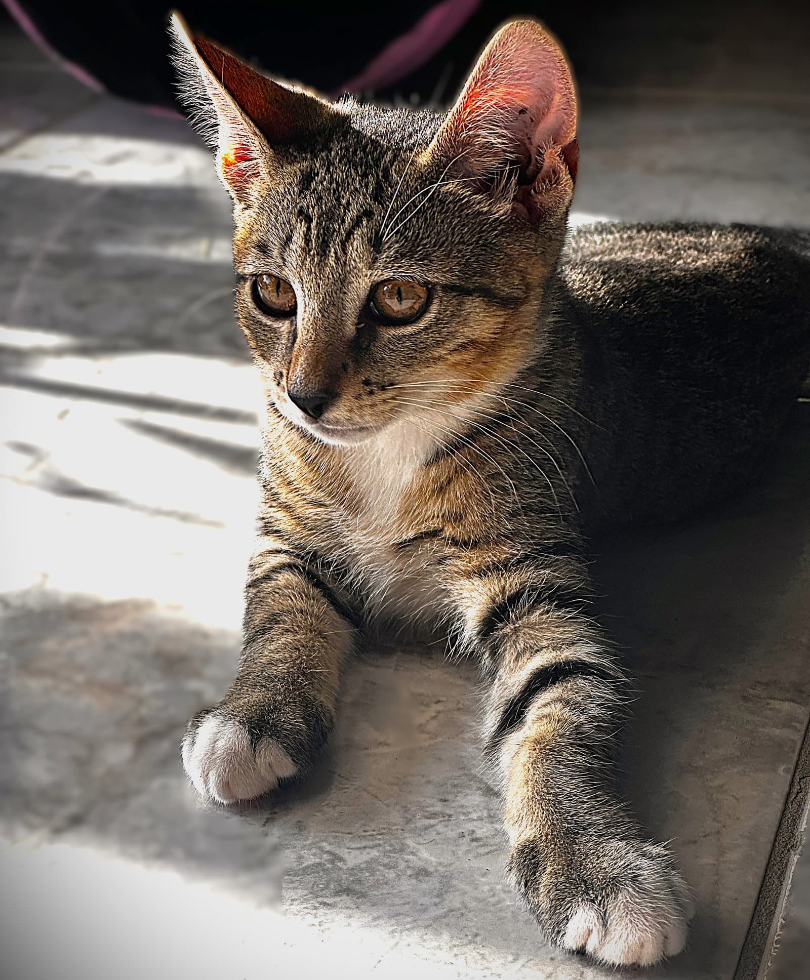 Vega - Torbie