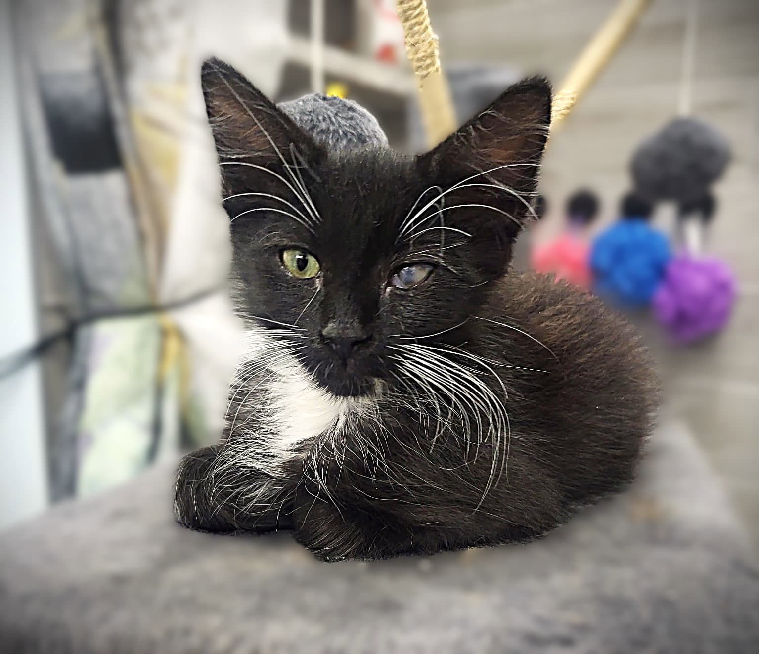 Randy - Domestic Medium Hair
