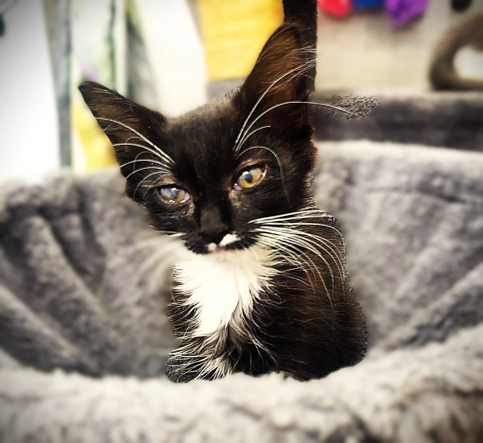 Rikki - Domestic Medium Hair