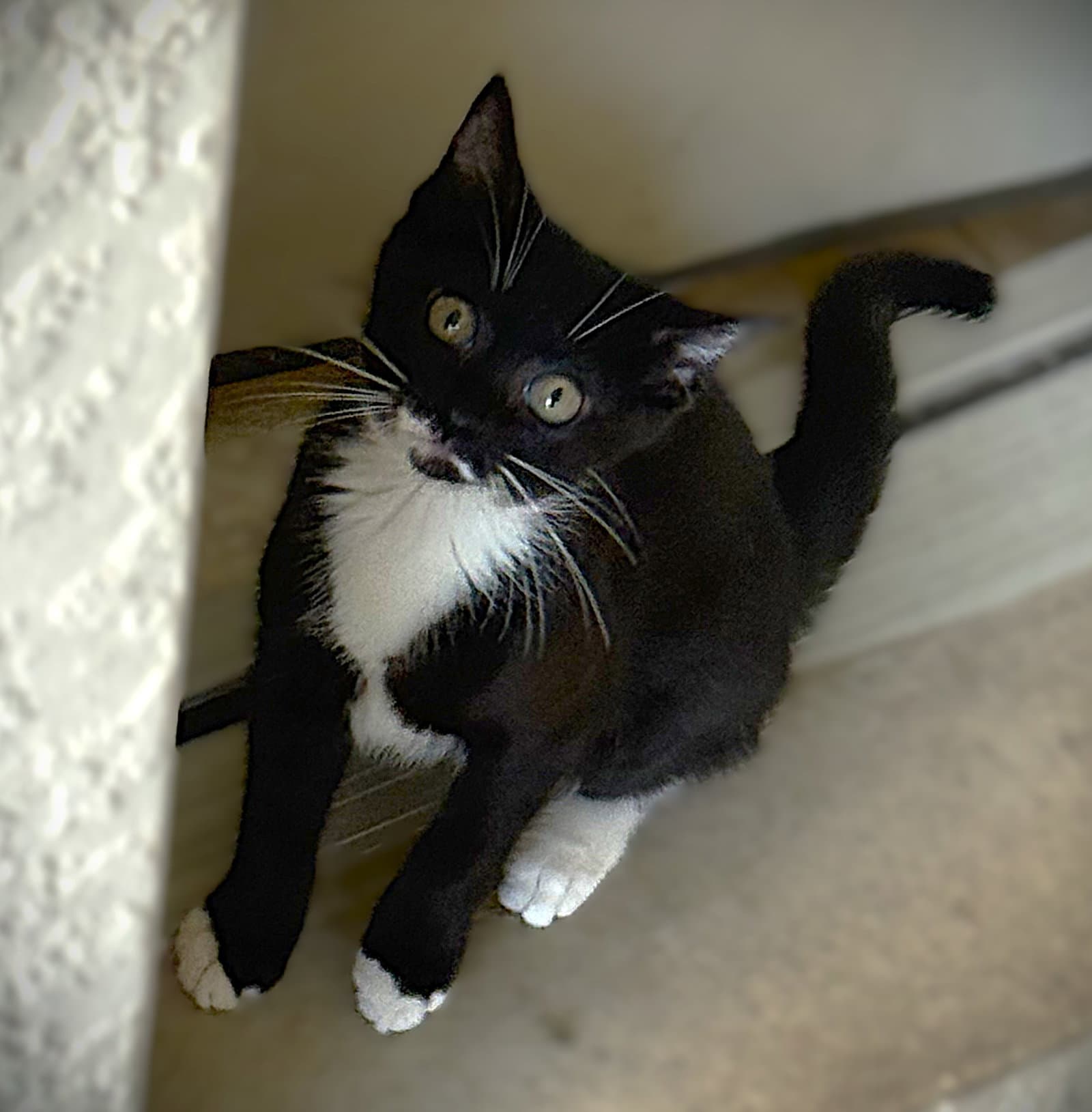 Moxi - Tuxedo
