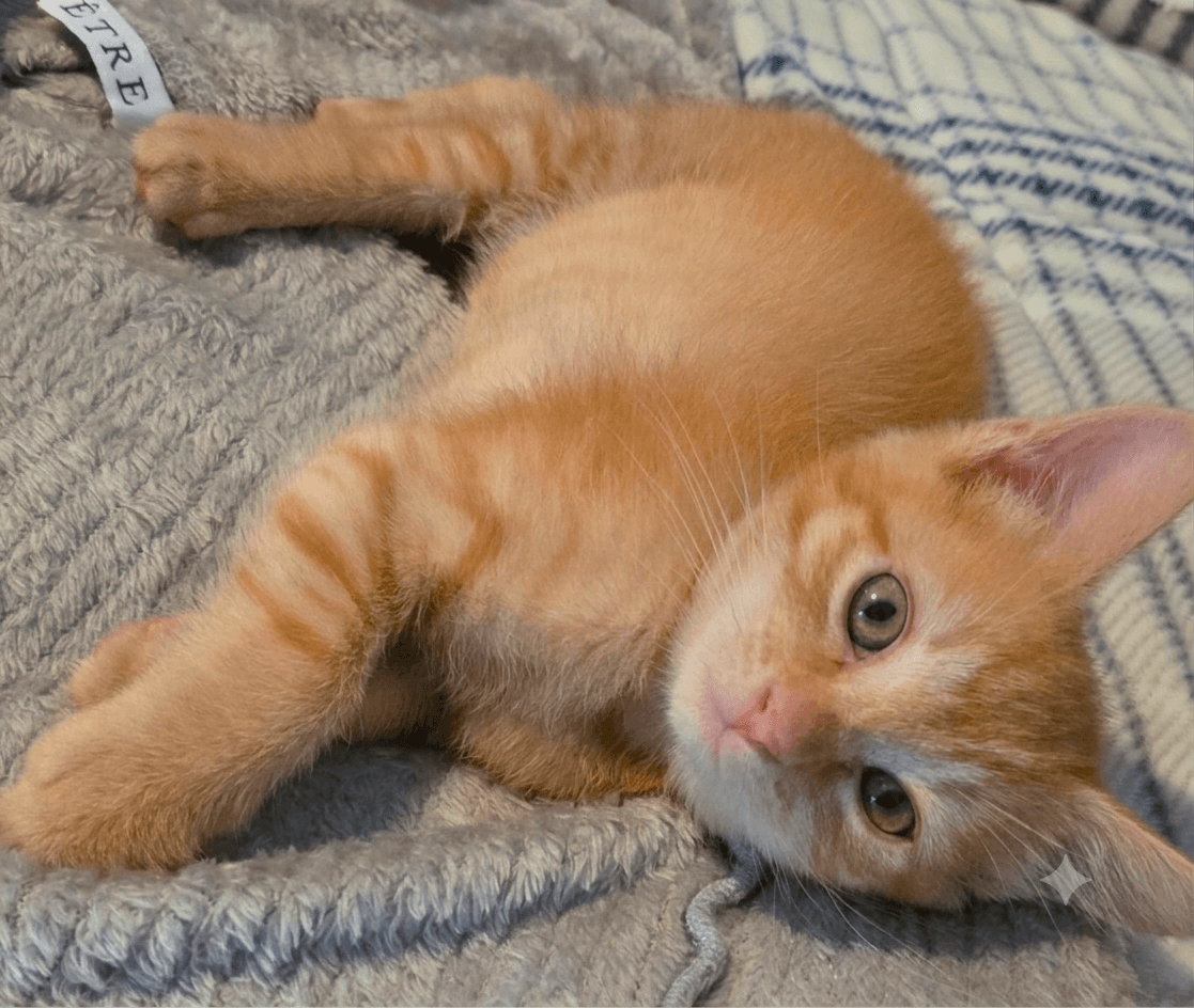 Potter - Bobtail