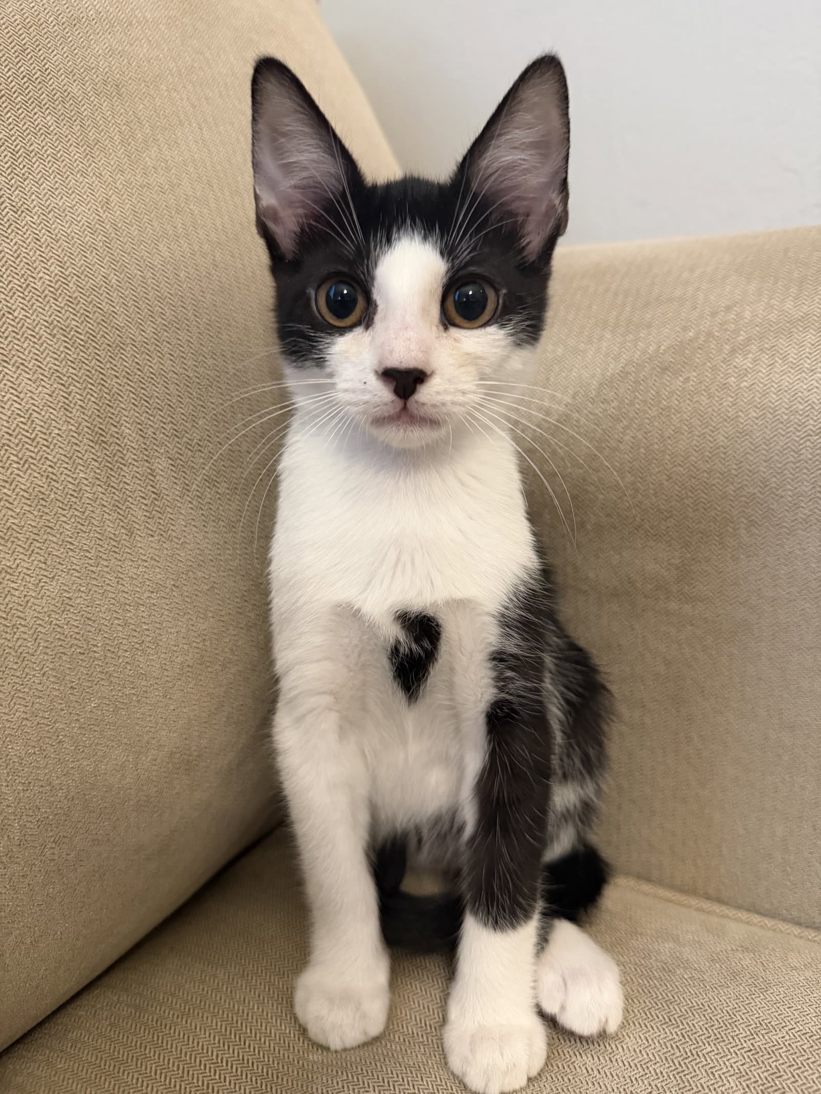 Ginny - Domestic Short Hair