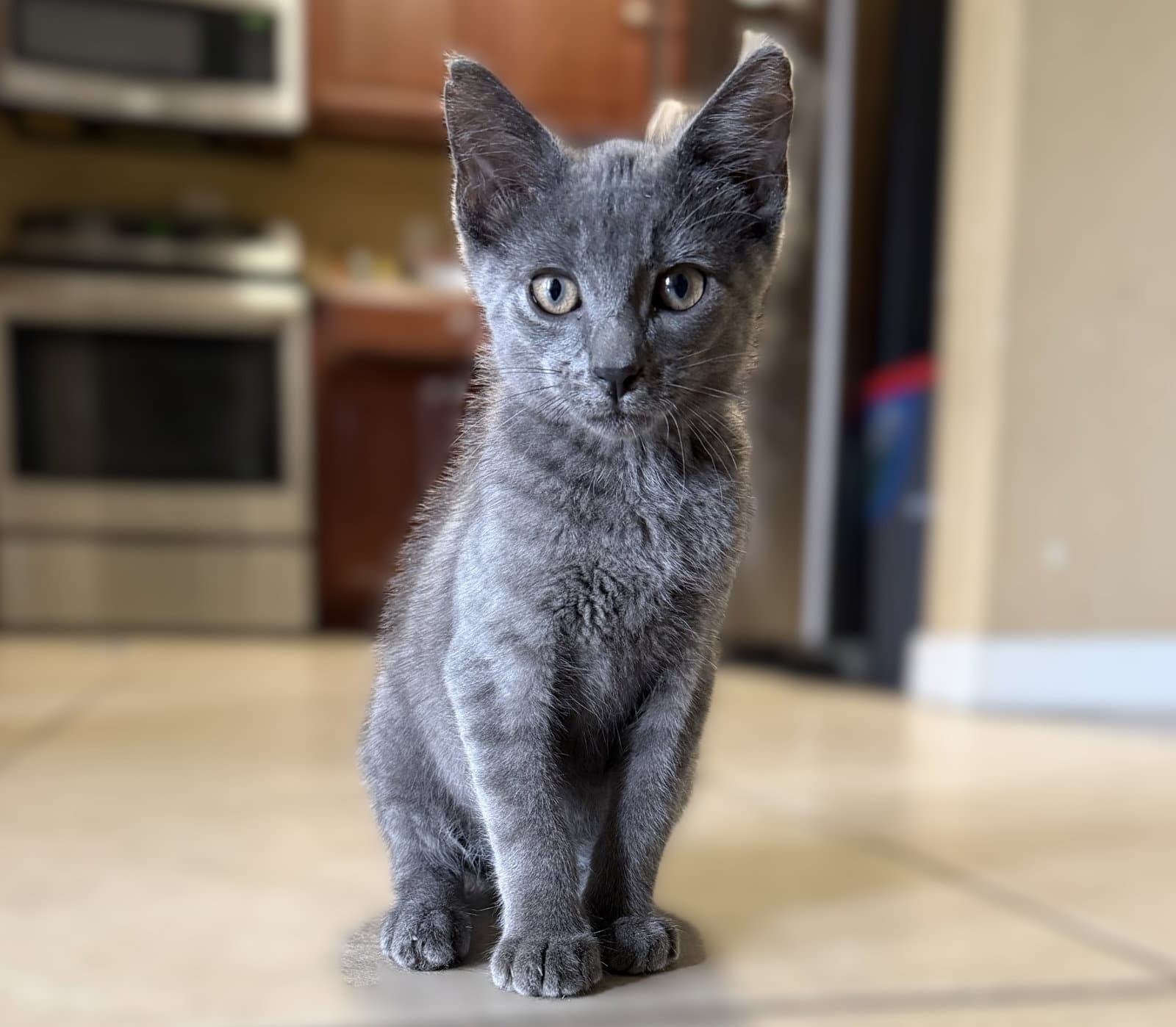 Nougat - Domestic Short Hair