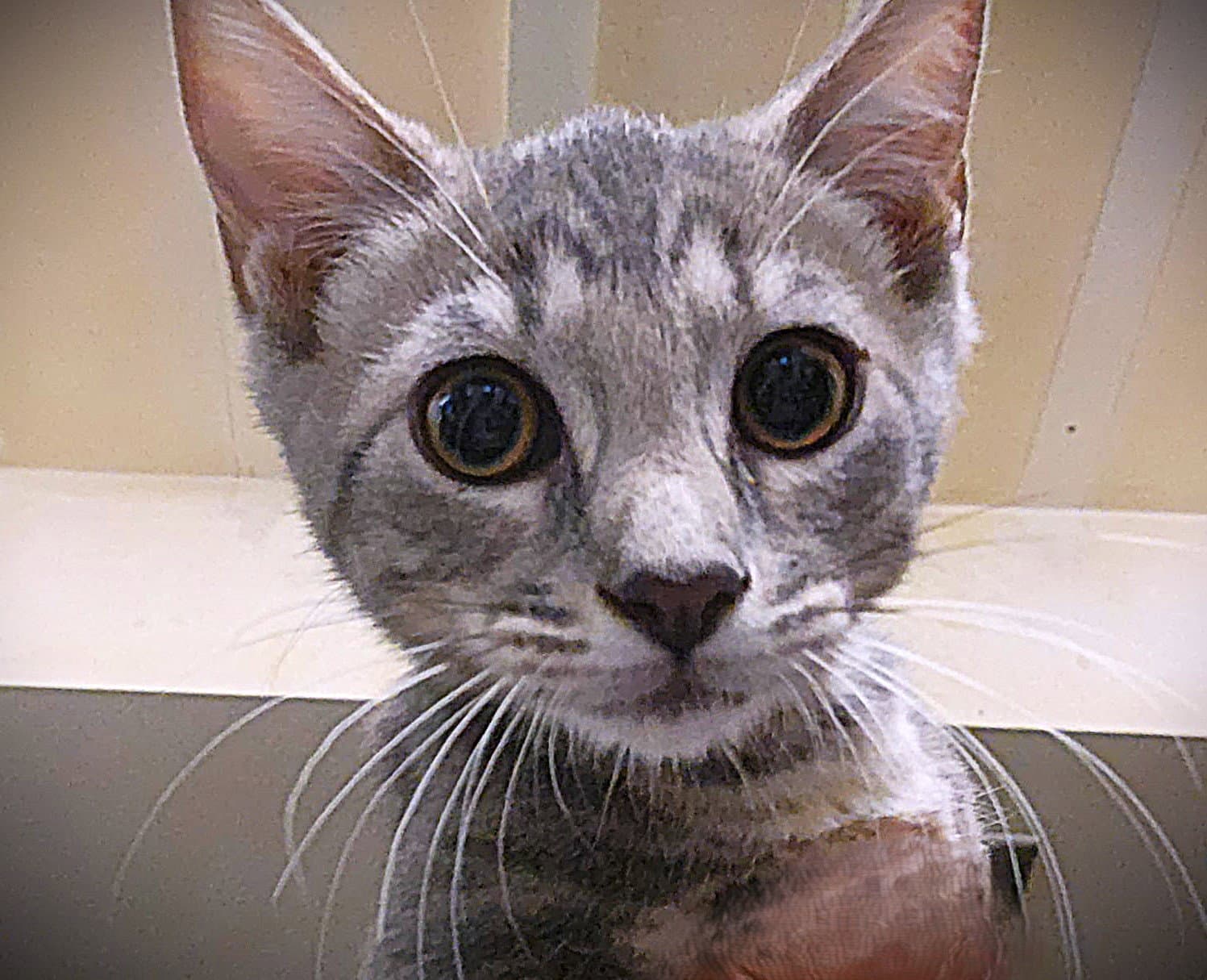 Blue - Tabby