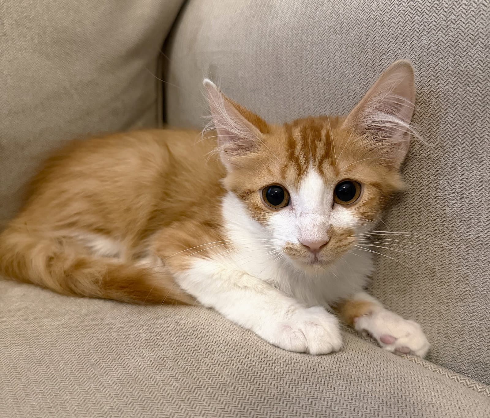 Mac Mac And Cheese - Domestic Medium Hair