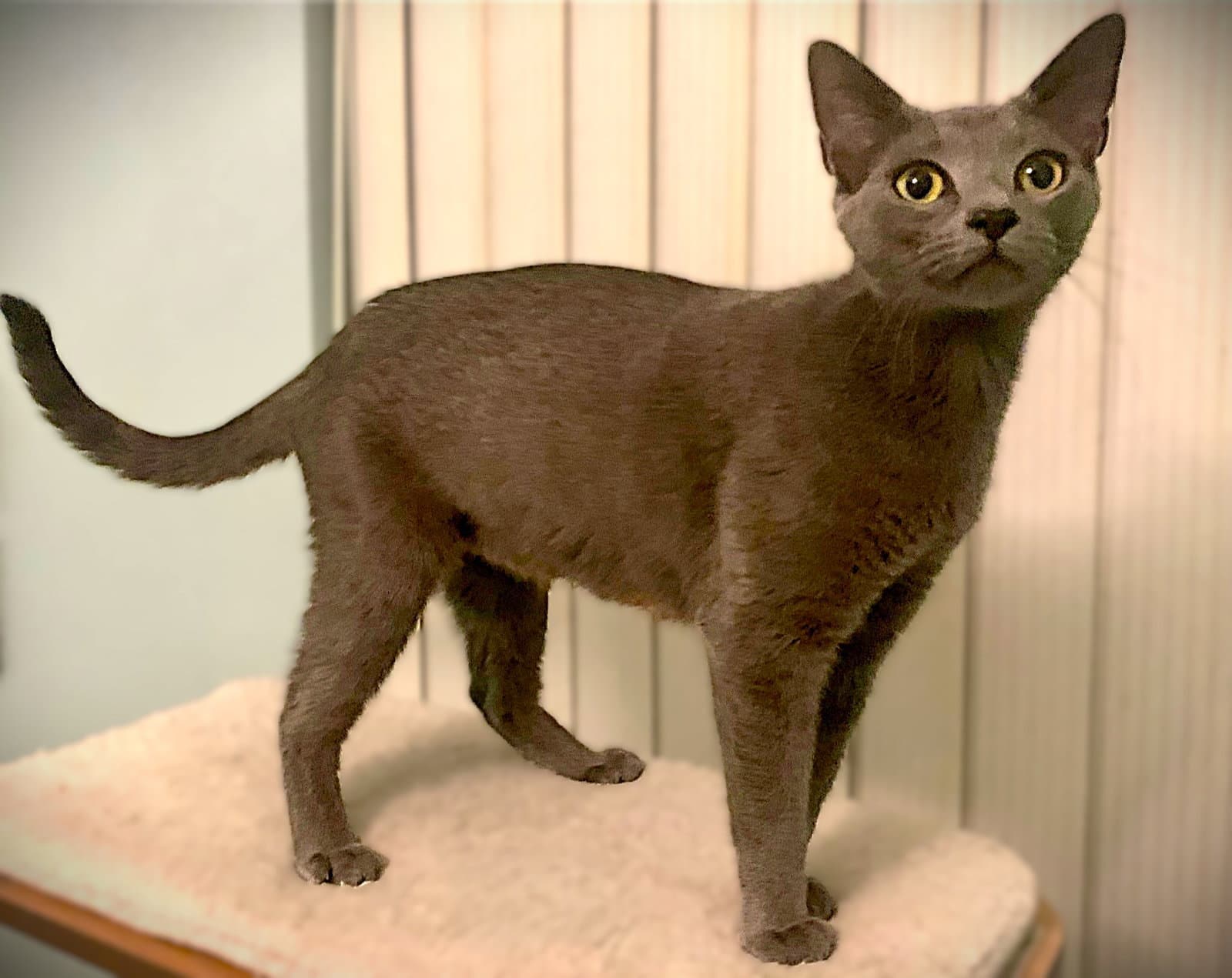 Nika - Russian Blue