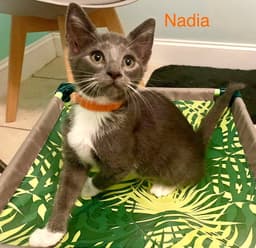 Nadia image 1