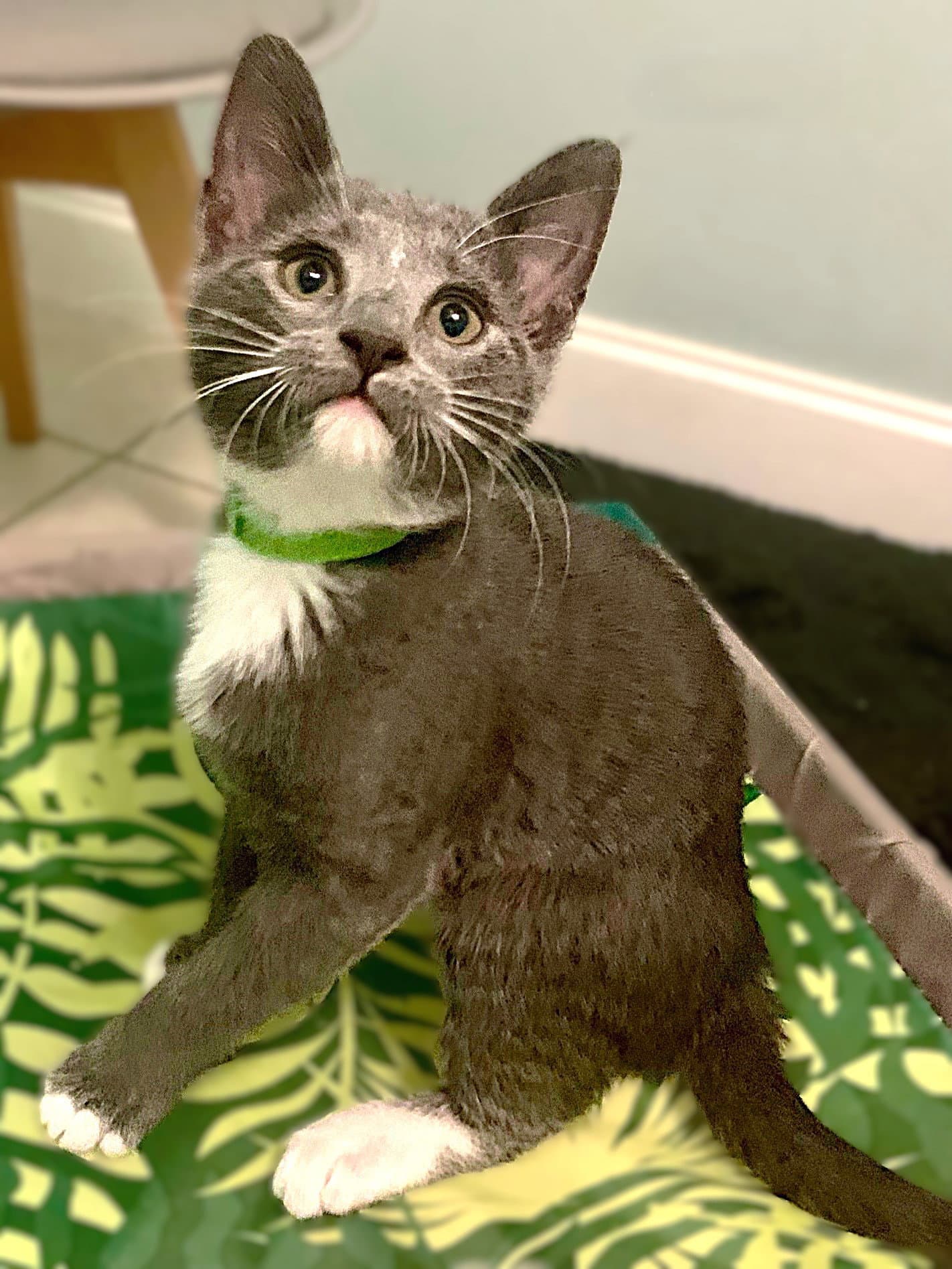 Anya - Russian Blue