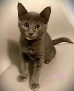 Kira image 1