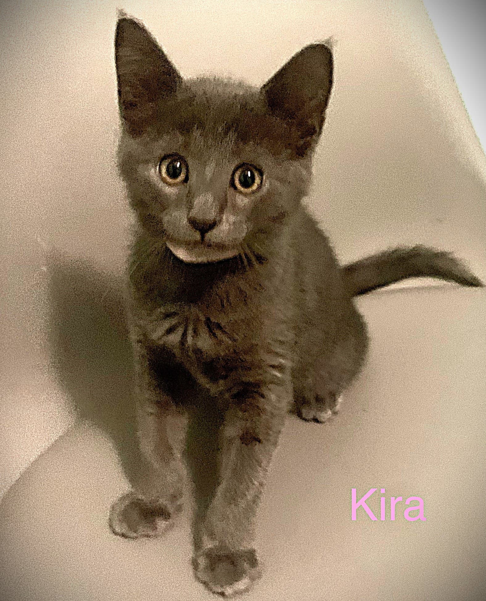 Kira - Russian Blue