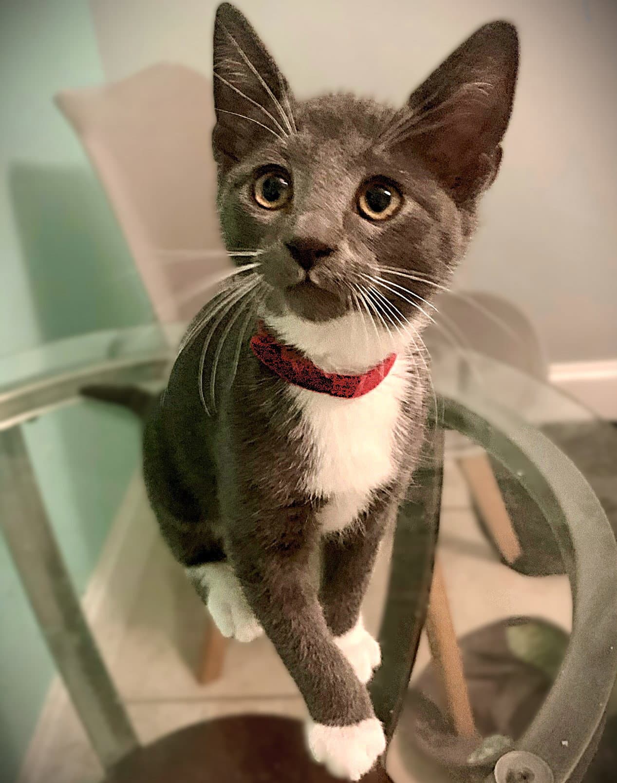 Sonia - Russian Blue