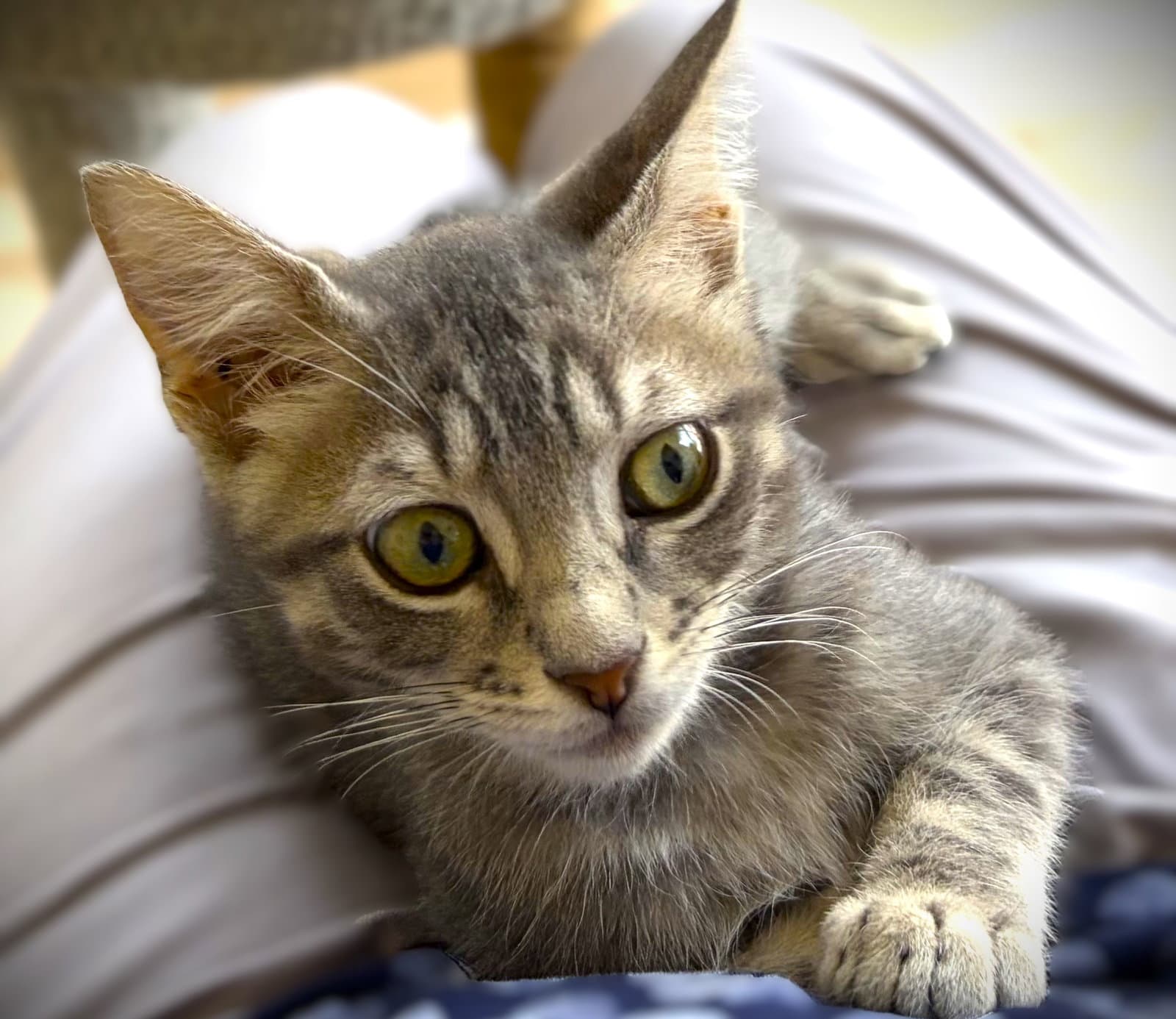 Mel - Tabby