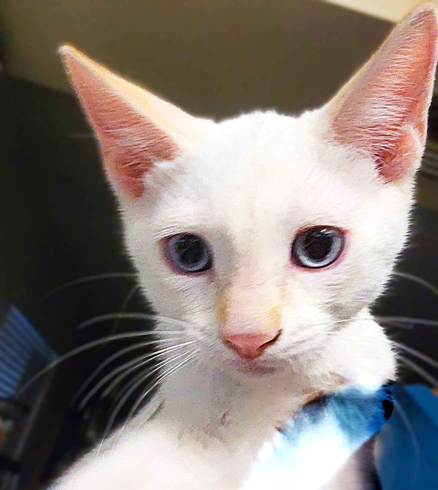 Sandee - Domestic Short Hair