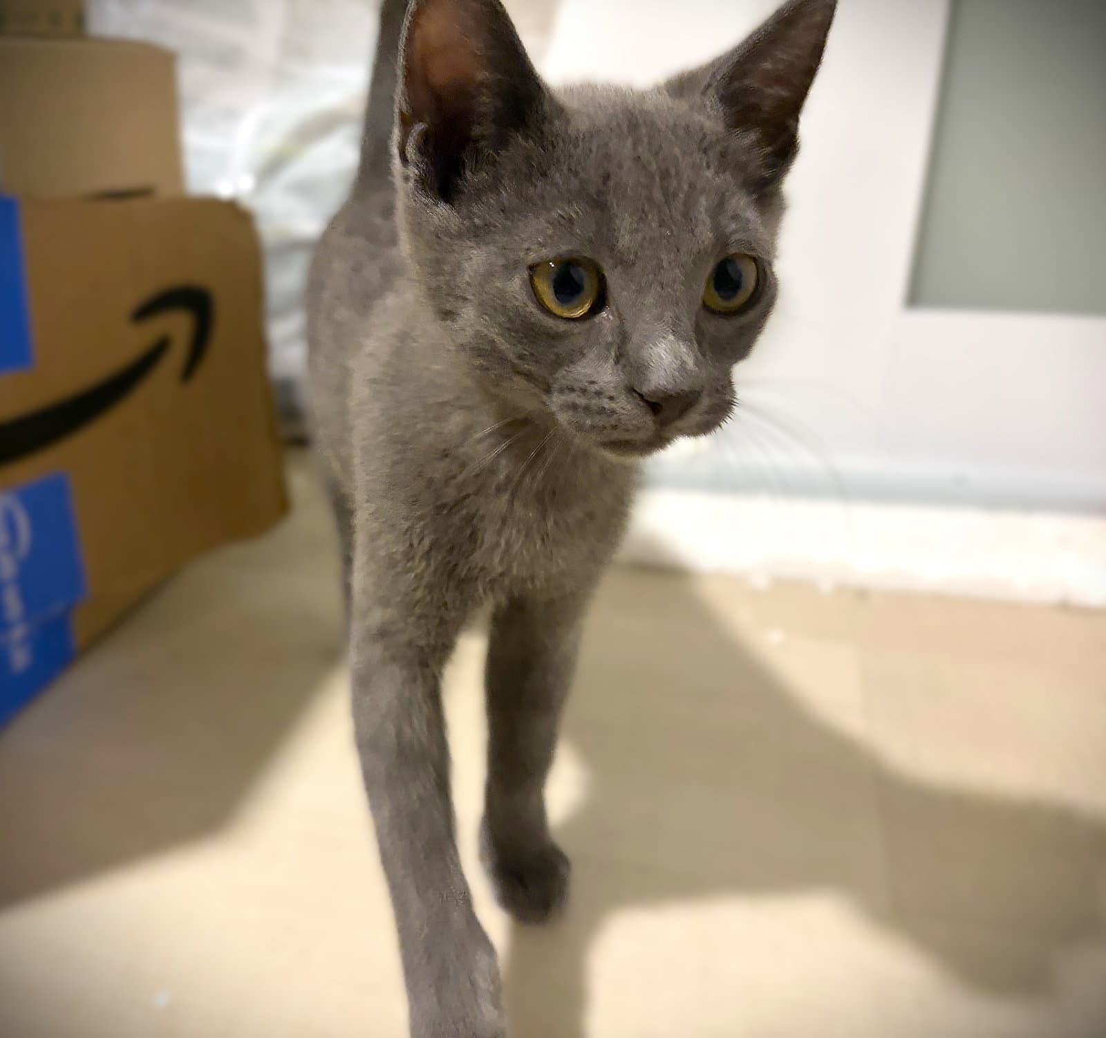 Otter Pop - Russian Blue