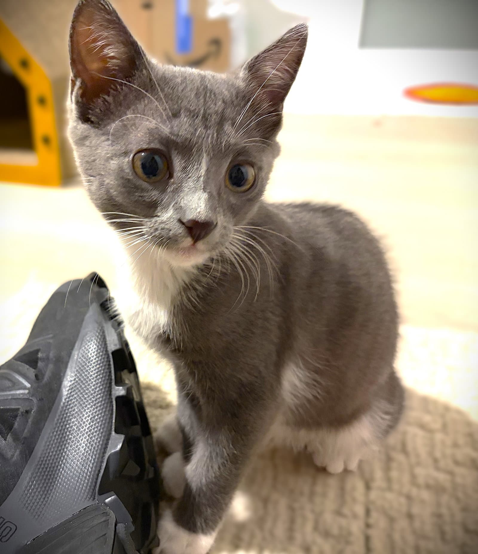 Lemieux - Domestic Short Hair