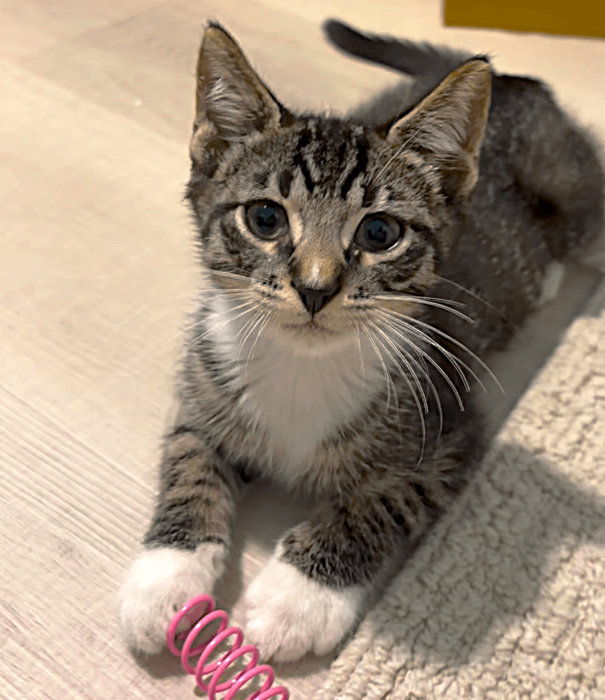 Blueberry - Tabby