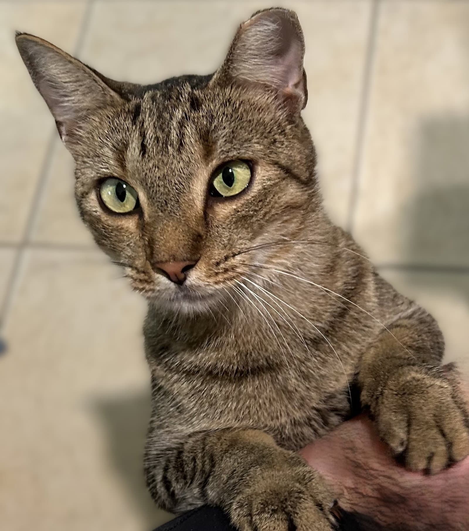 Scout - Tabby