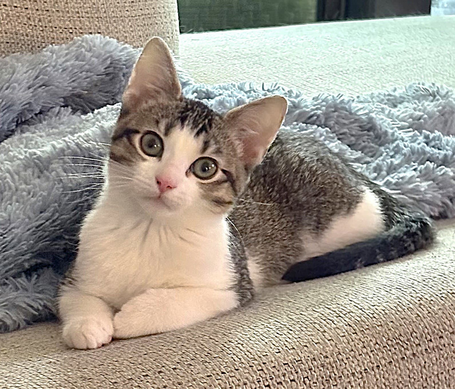 Jennifer - Tabby