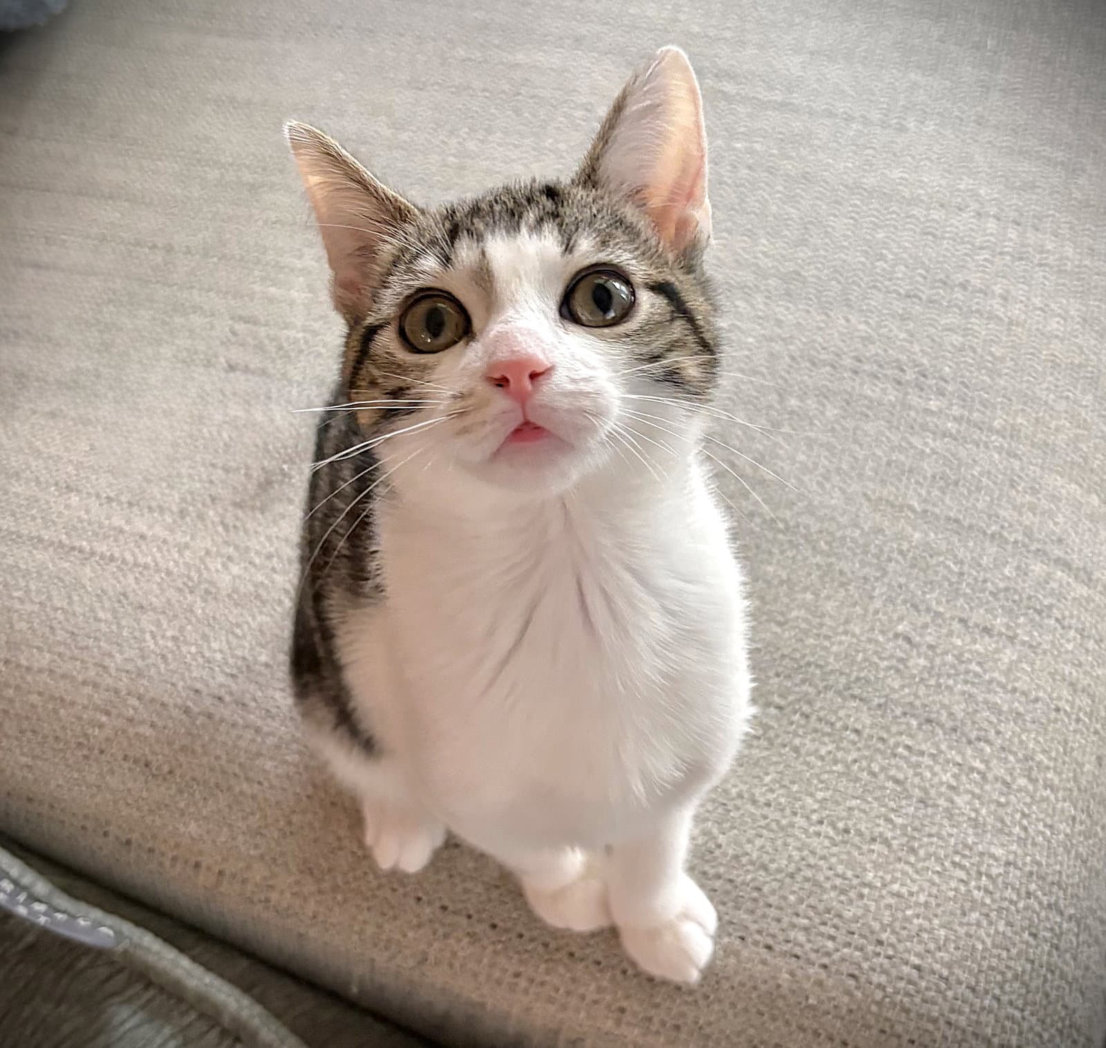 Dany - Tabby