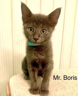 Mr Boris image 1