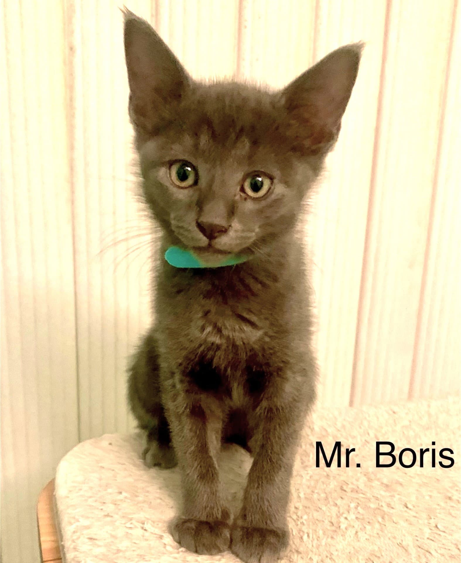 Mr Boris - Russian Blue