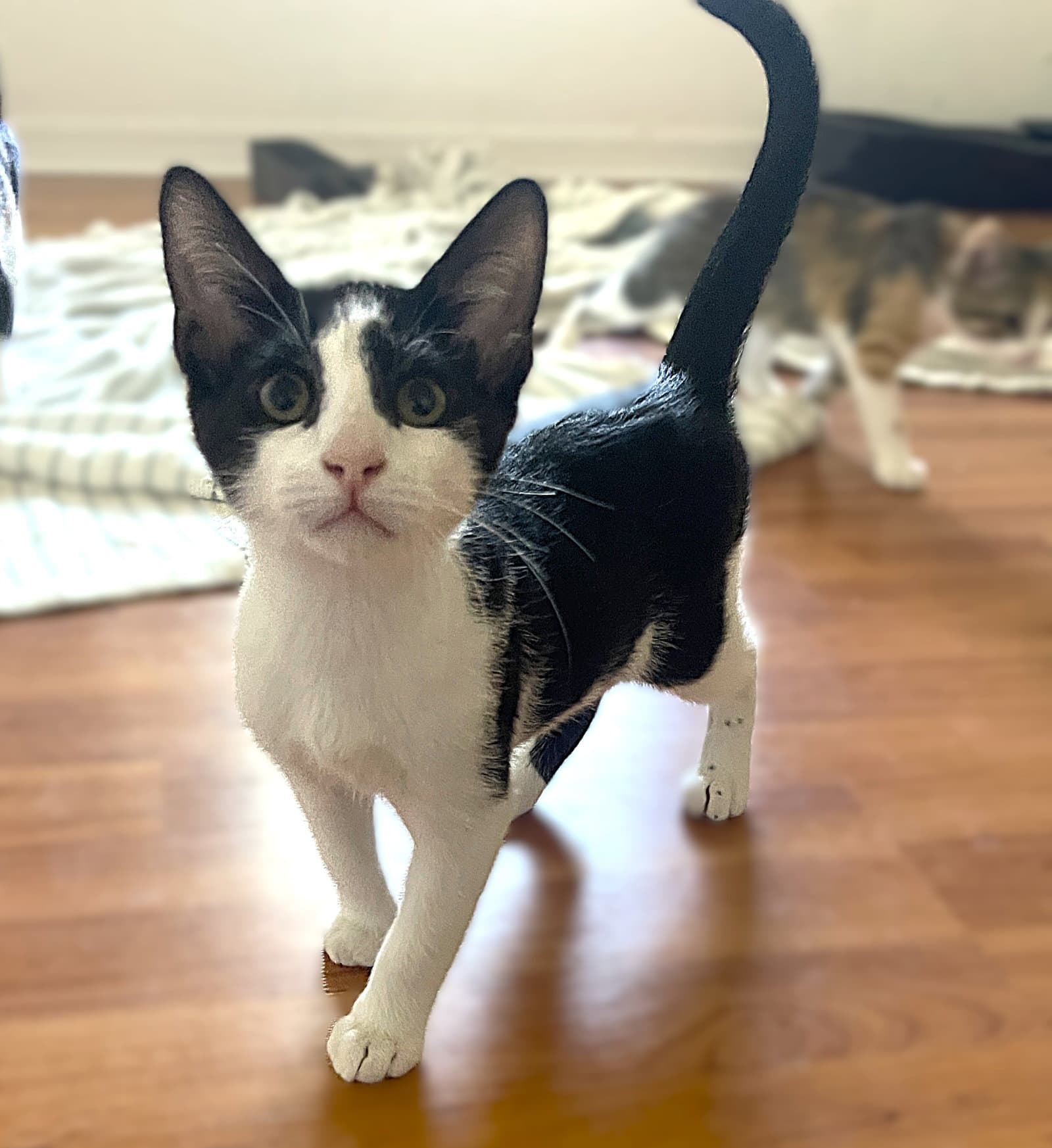 Binx - Tuxedo