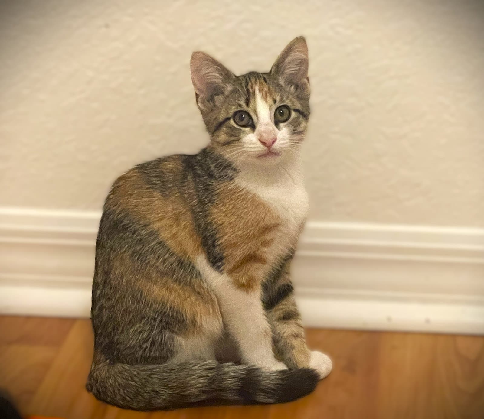 Squeegee - Calico
