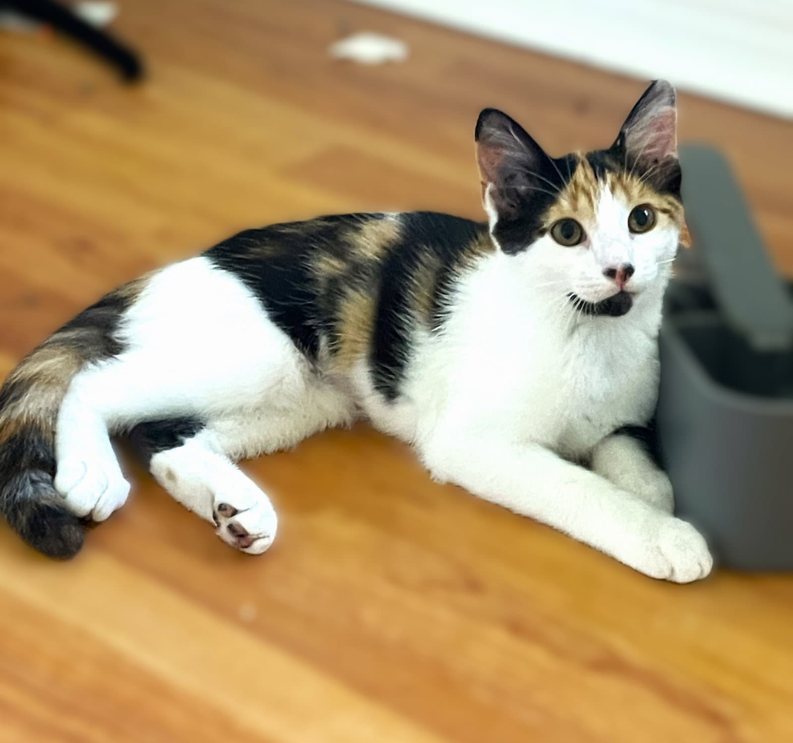 Chi-Chi - Calico