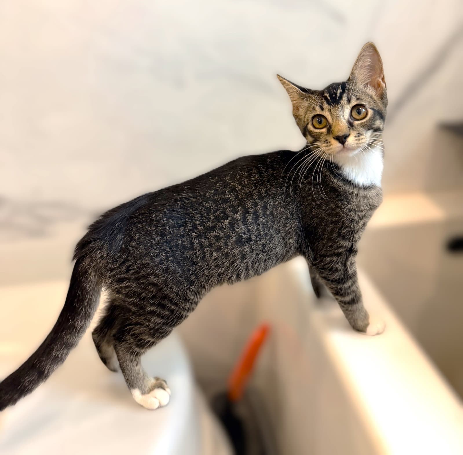 Lupini - Tabby