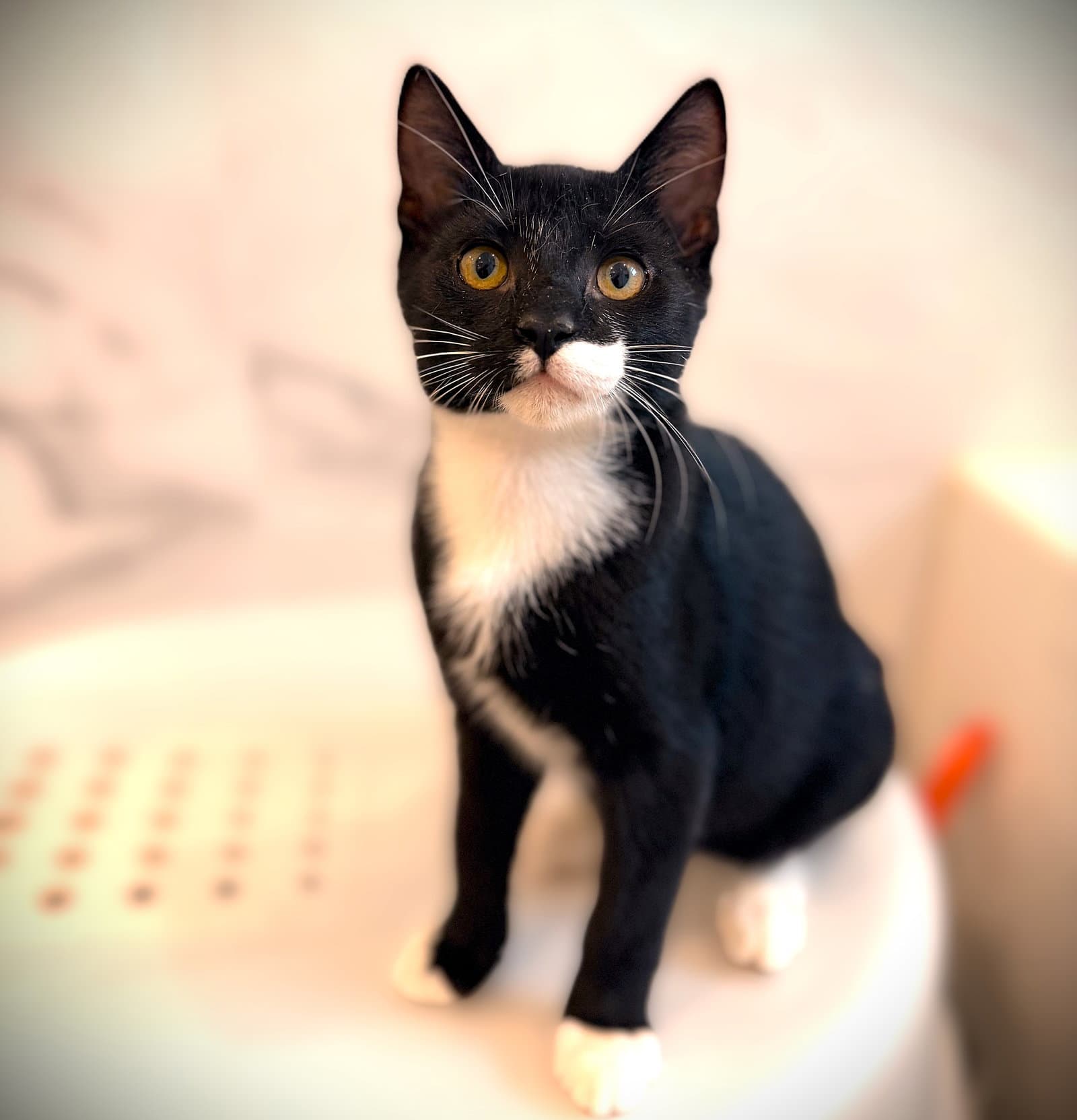 Lentil - Tuxedo