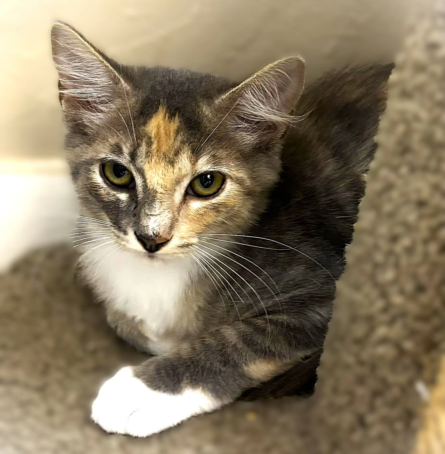 Shocks - Dilute Calico