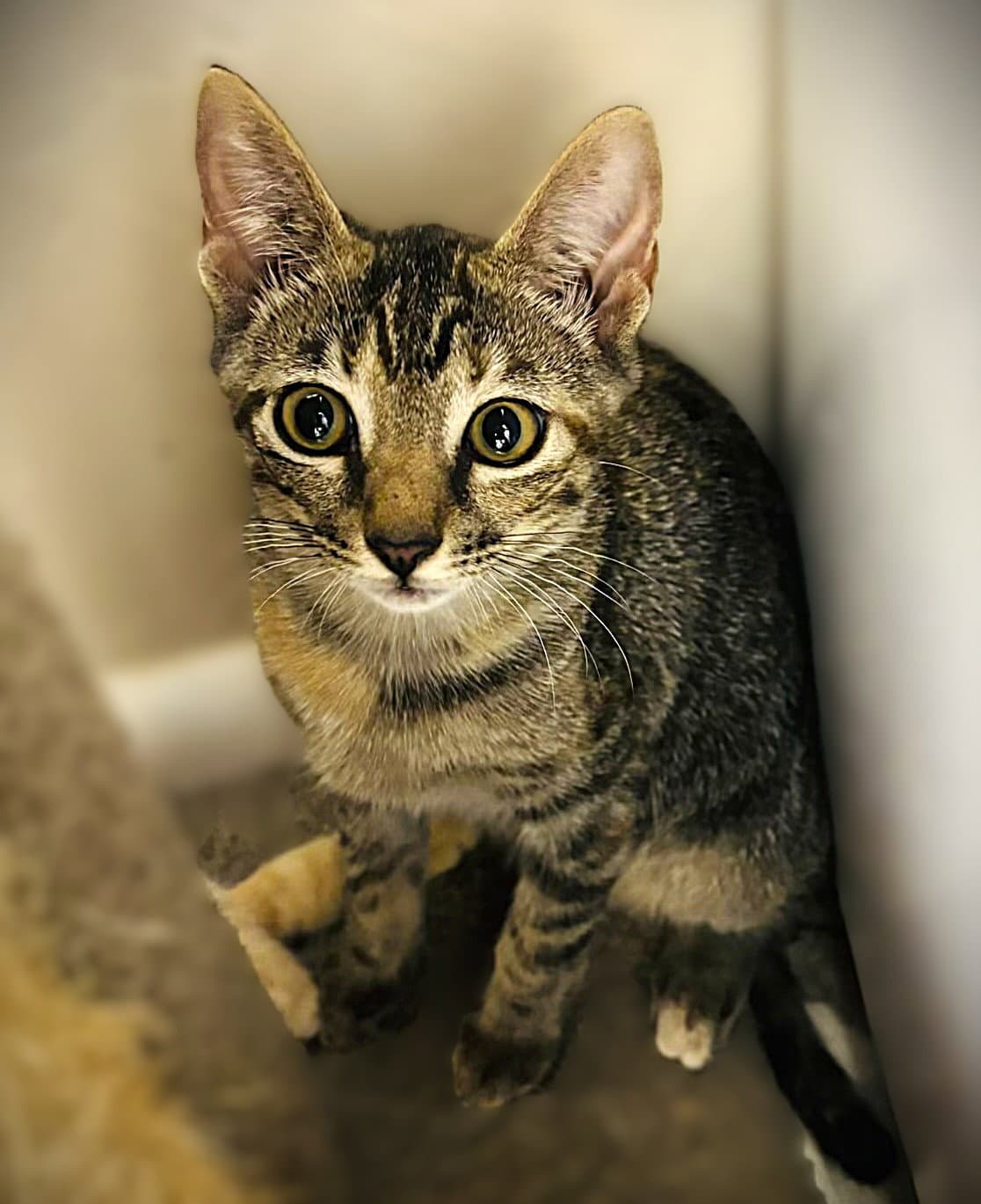 Spark Plug - Tabby