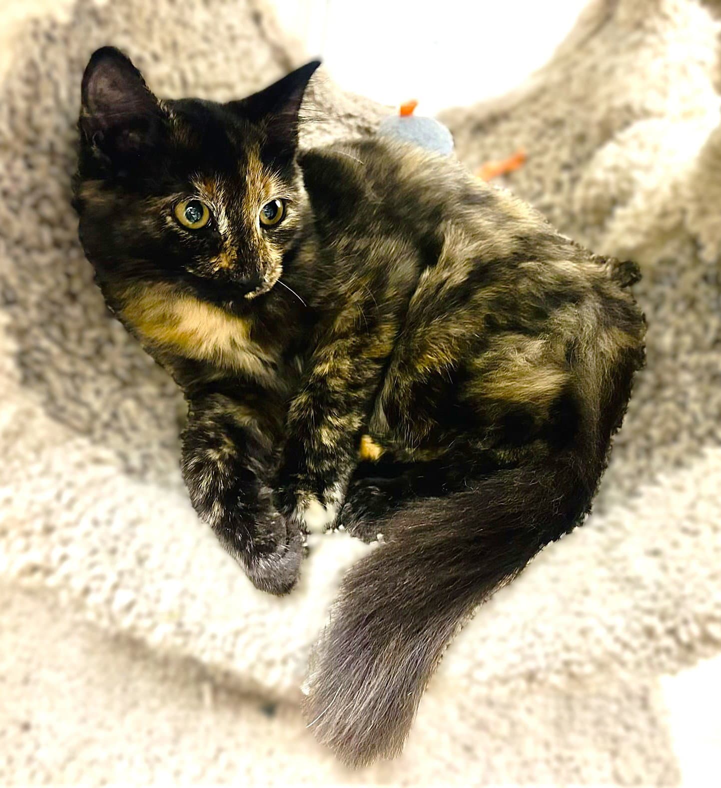 Wildflower - Tortoiseshell