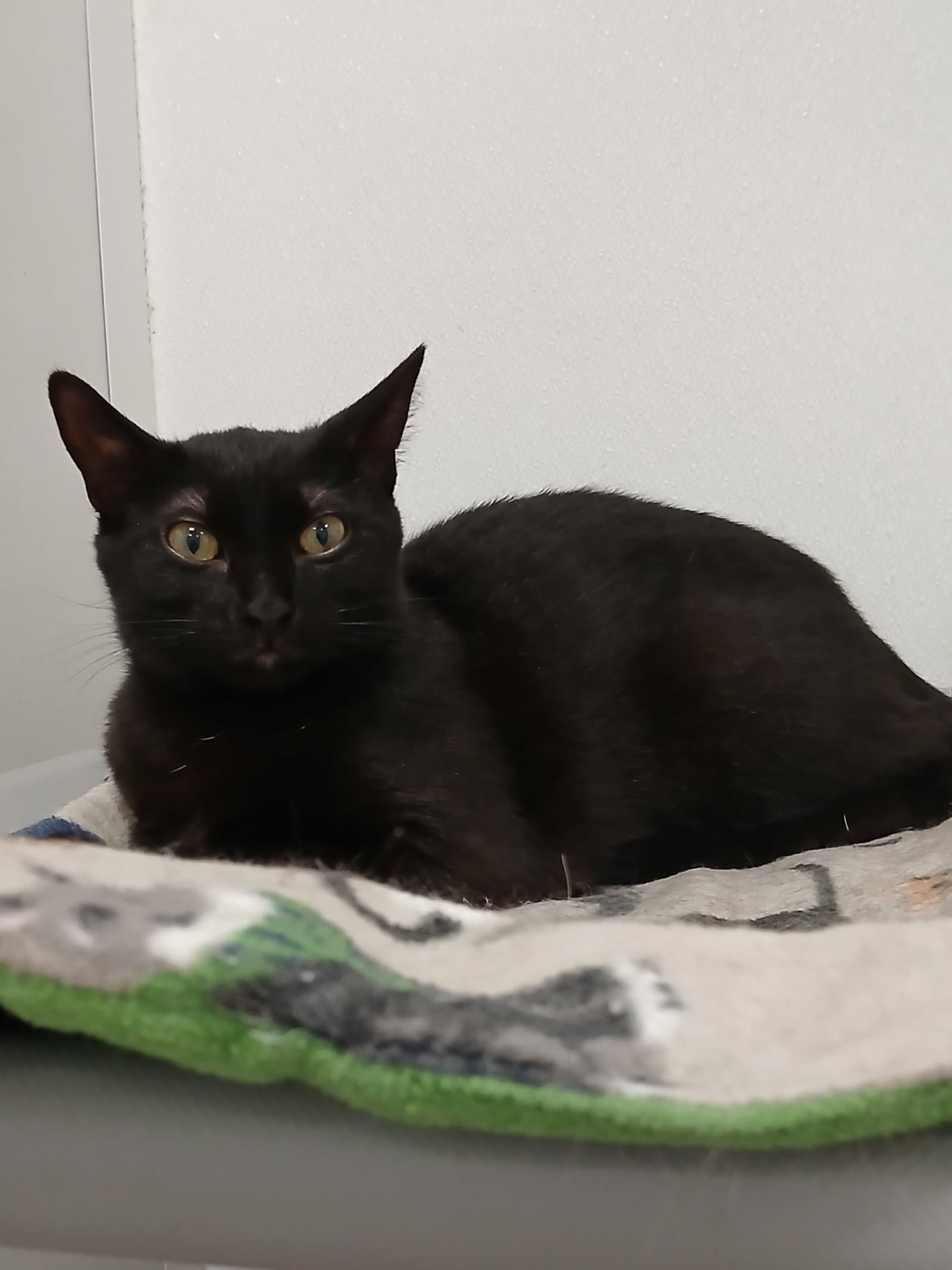 Mushroom - Domestic Short Hair
