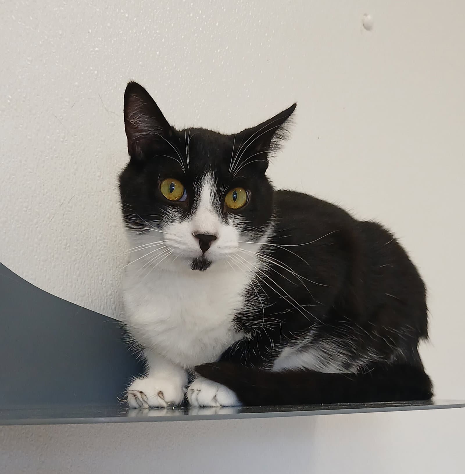Popcorn - Domestic Short Hair