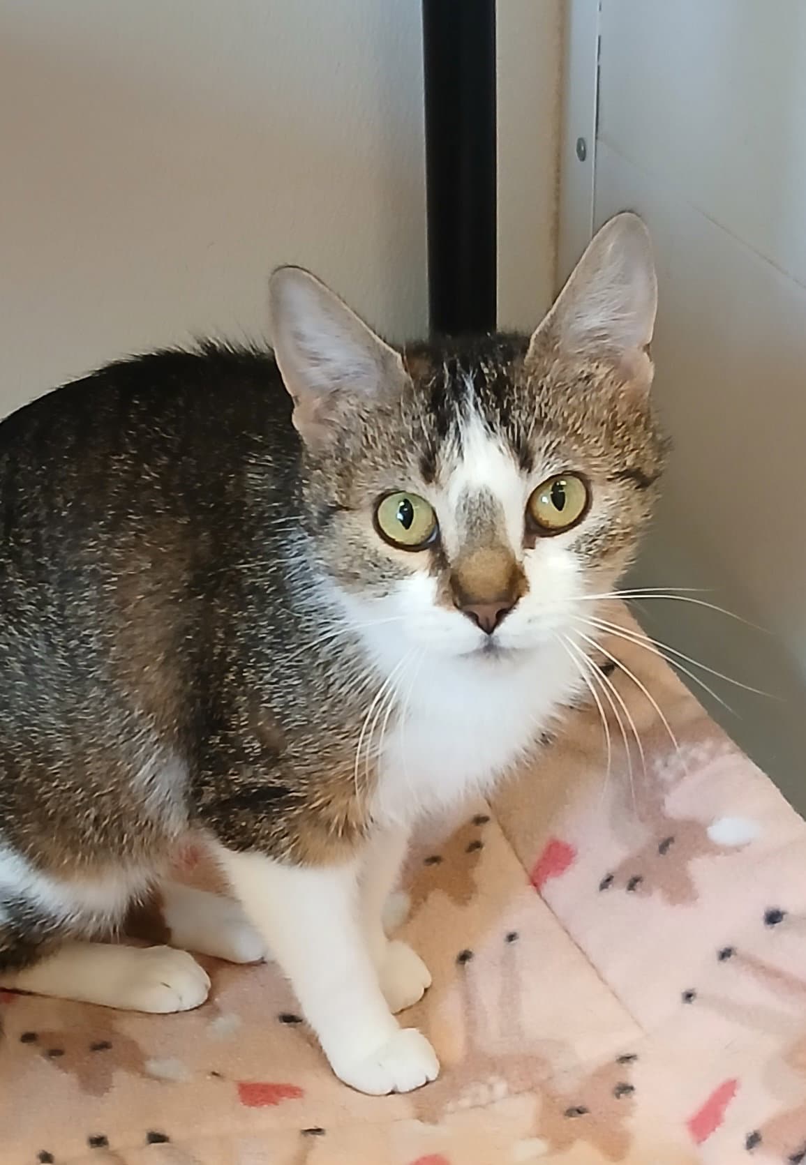 Renata - Tabby